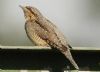 Wryneck at Gunners Park (Steve Arlow) (82841 bytes)